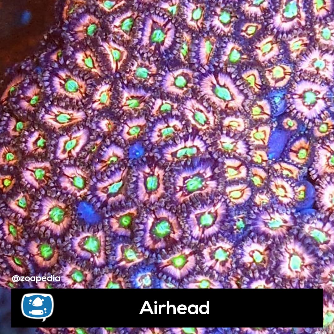 Airhead