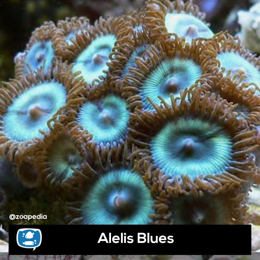 Alelis Blues