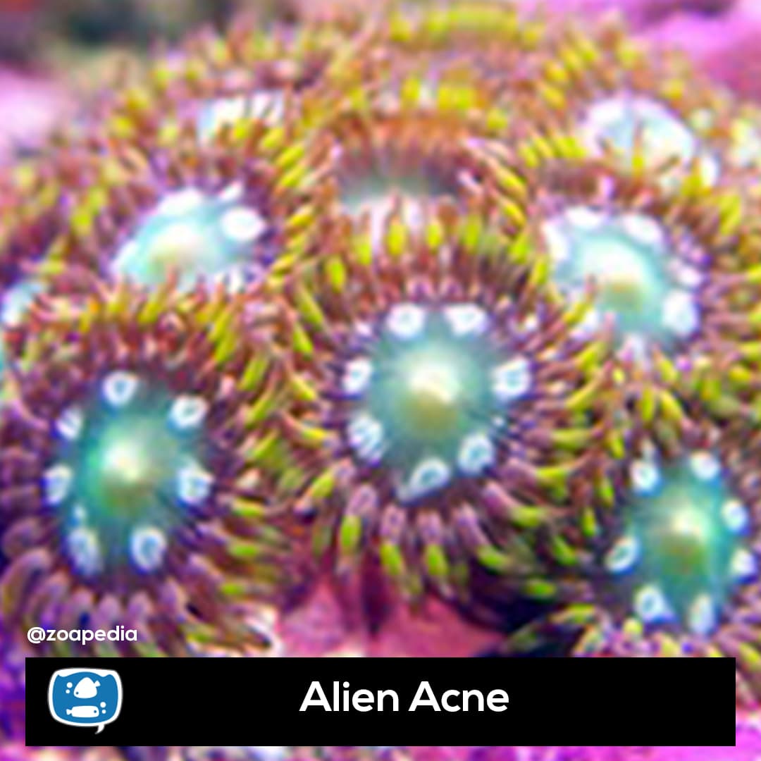 Alien Acne