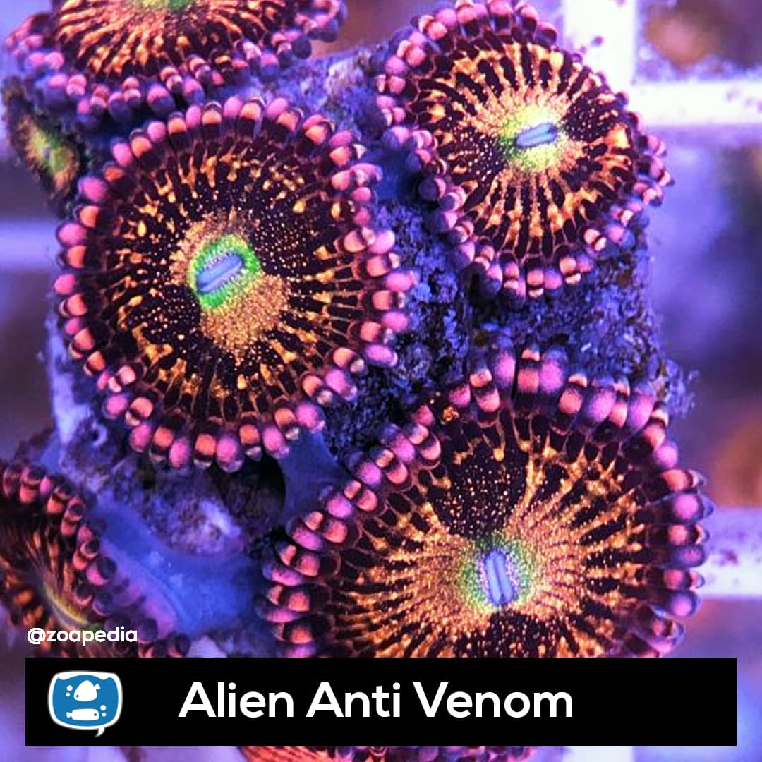 Alien Anti Venom