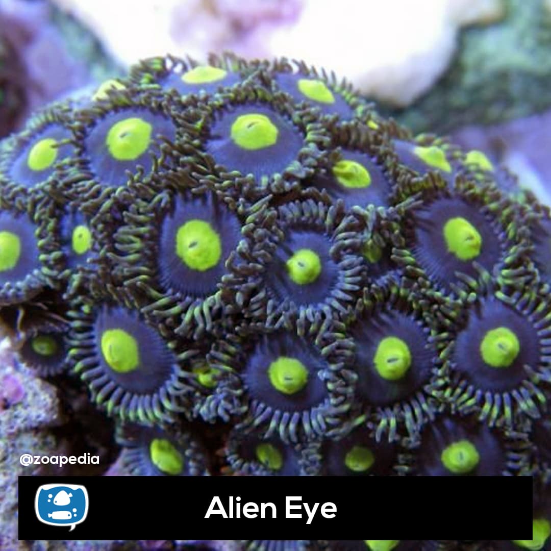Alien Eye