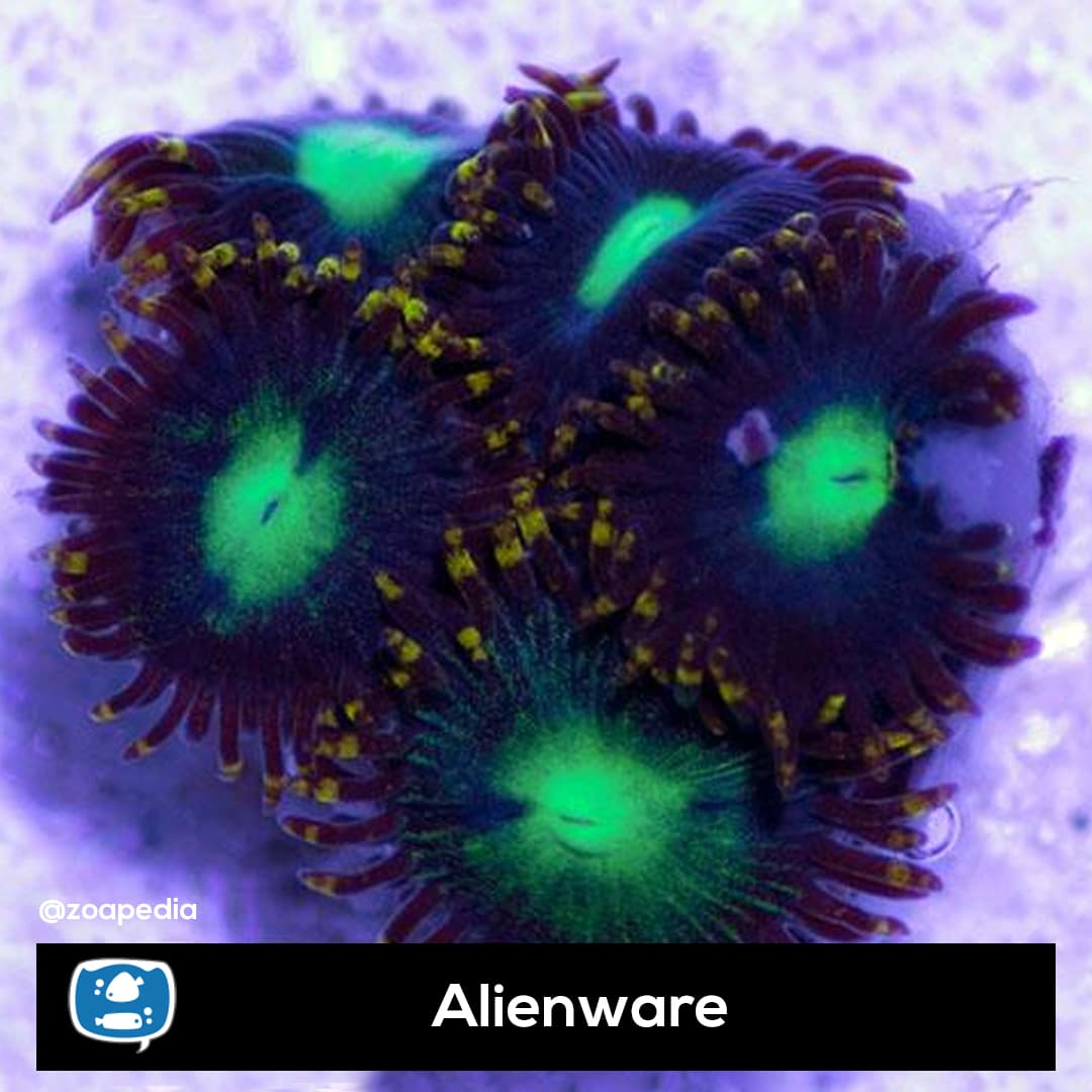 Alienware