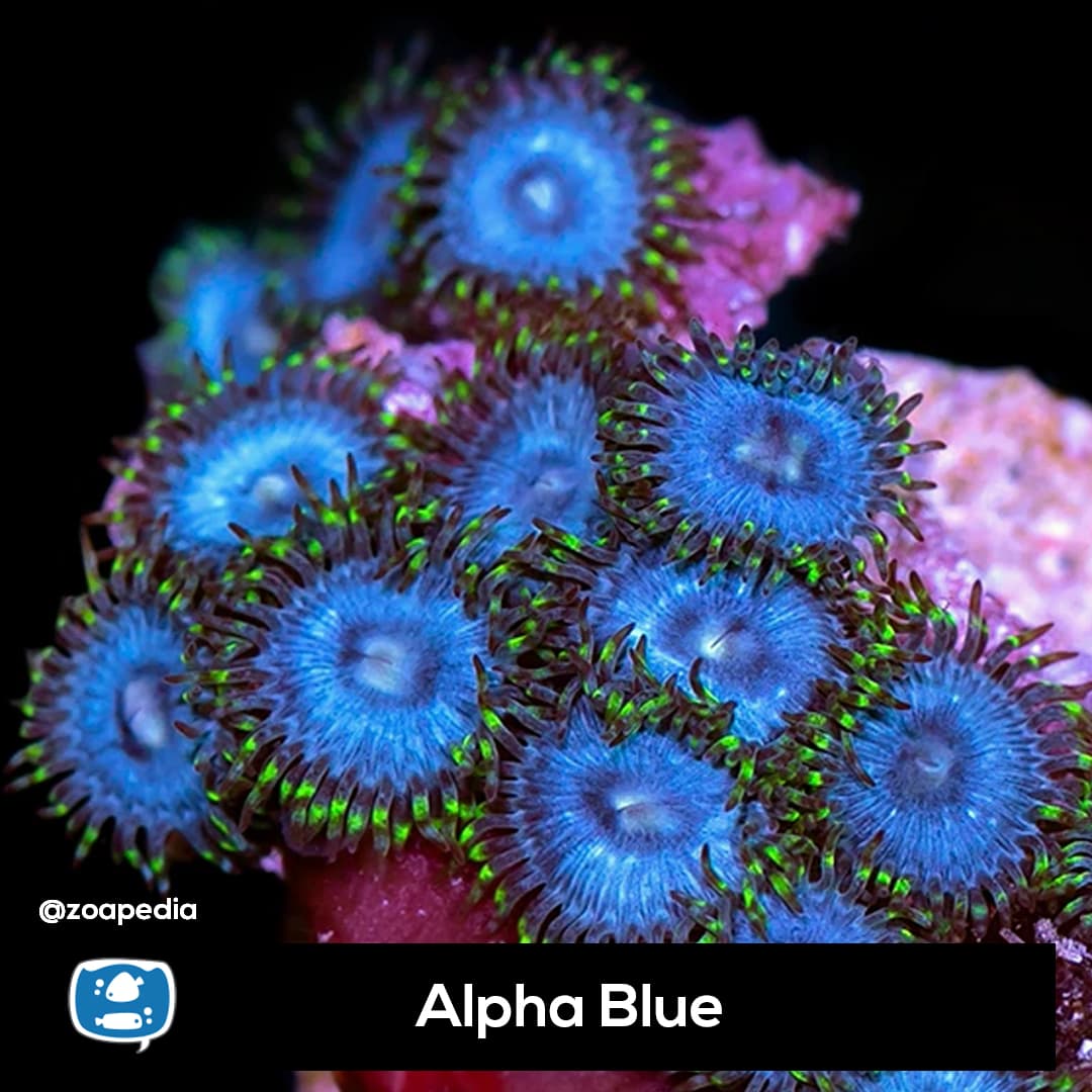 Alpha Blue