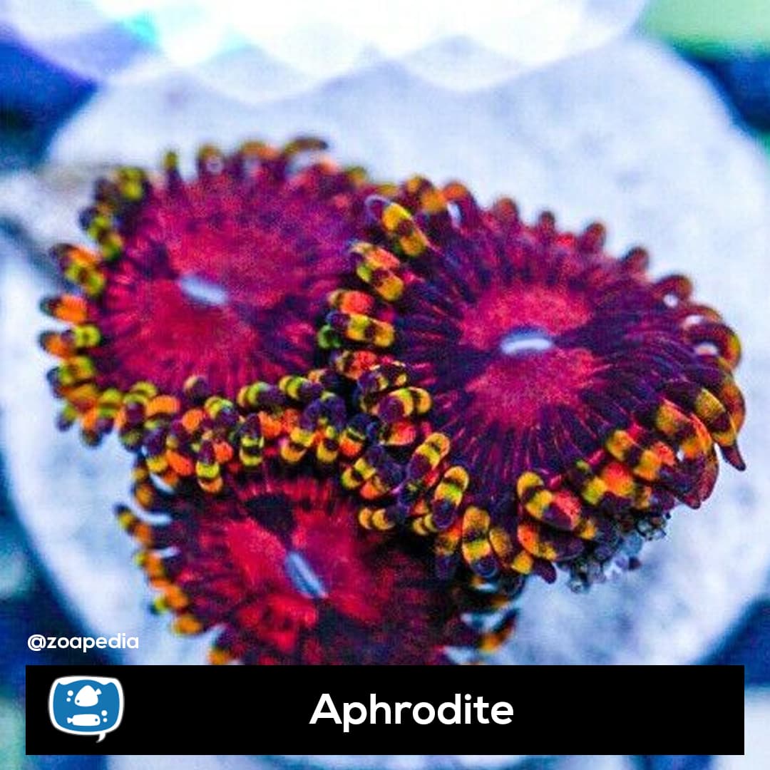 Aphrodite