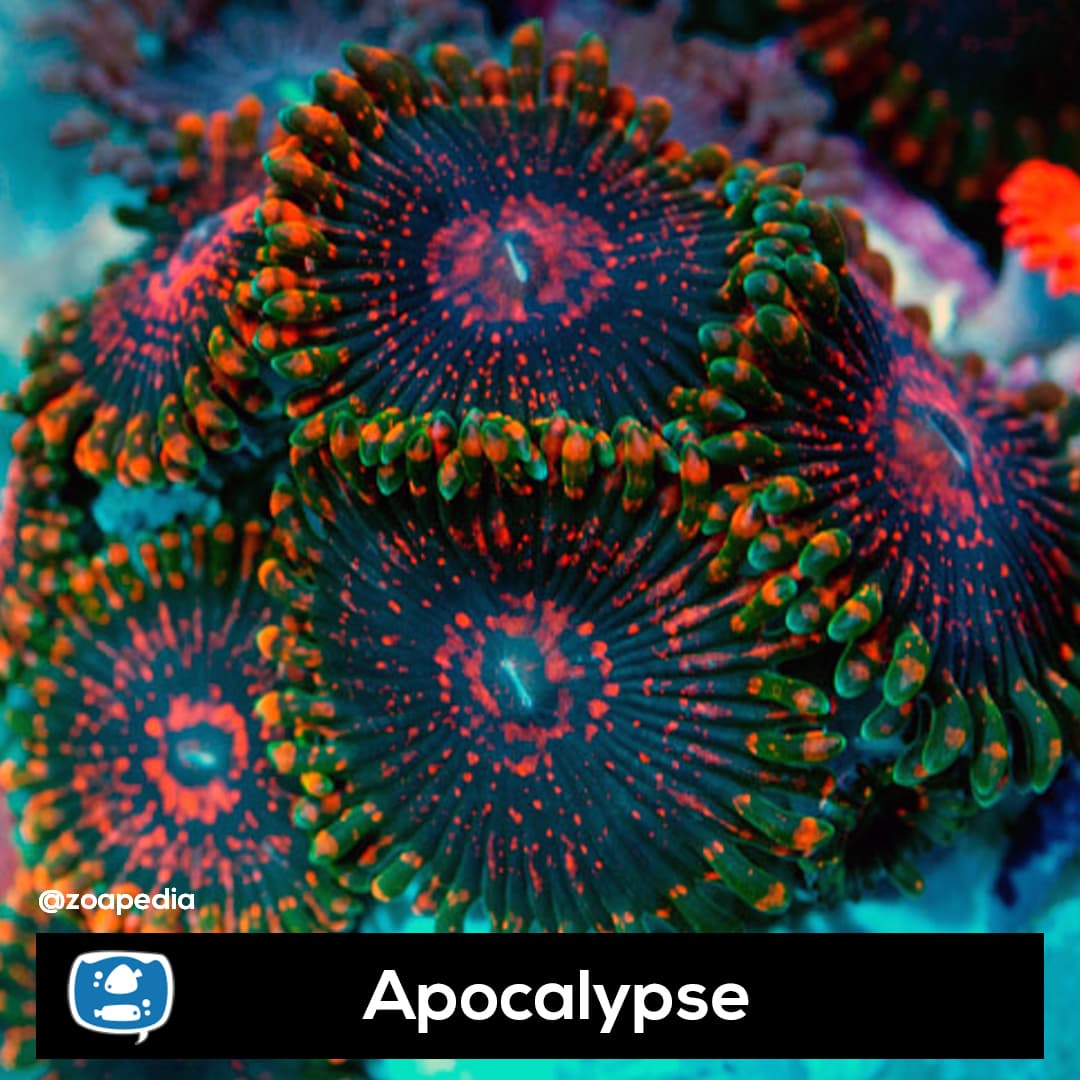Apocalypse