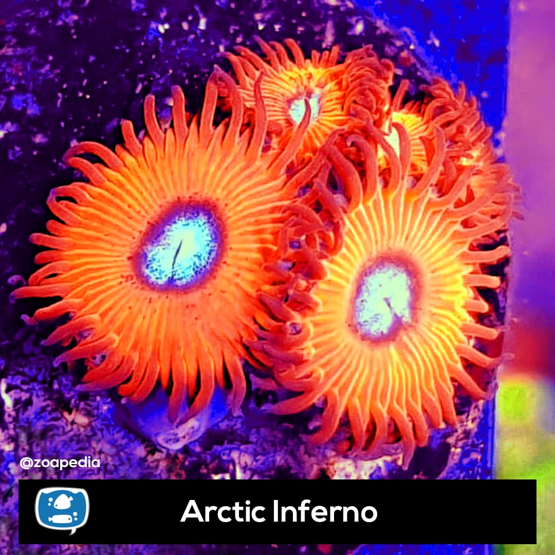 Arctic Inferno