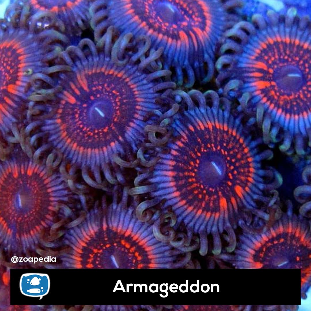 Armageddon