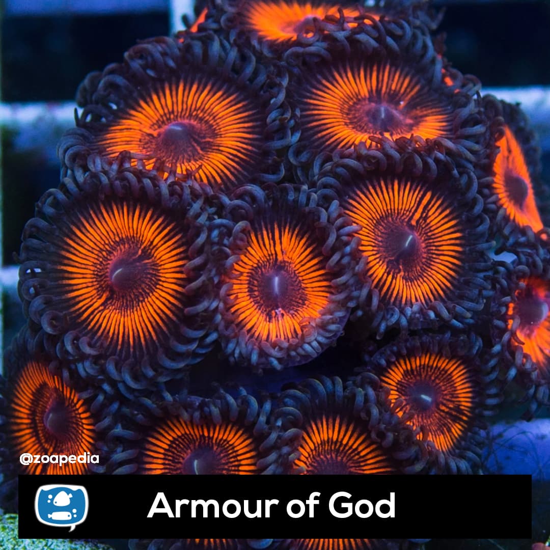 Armor of God