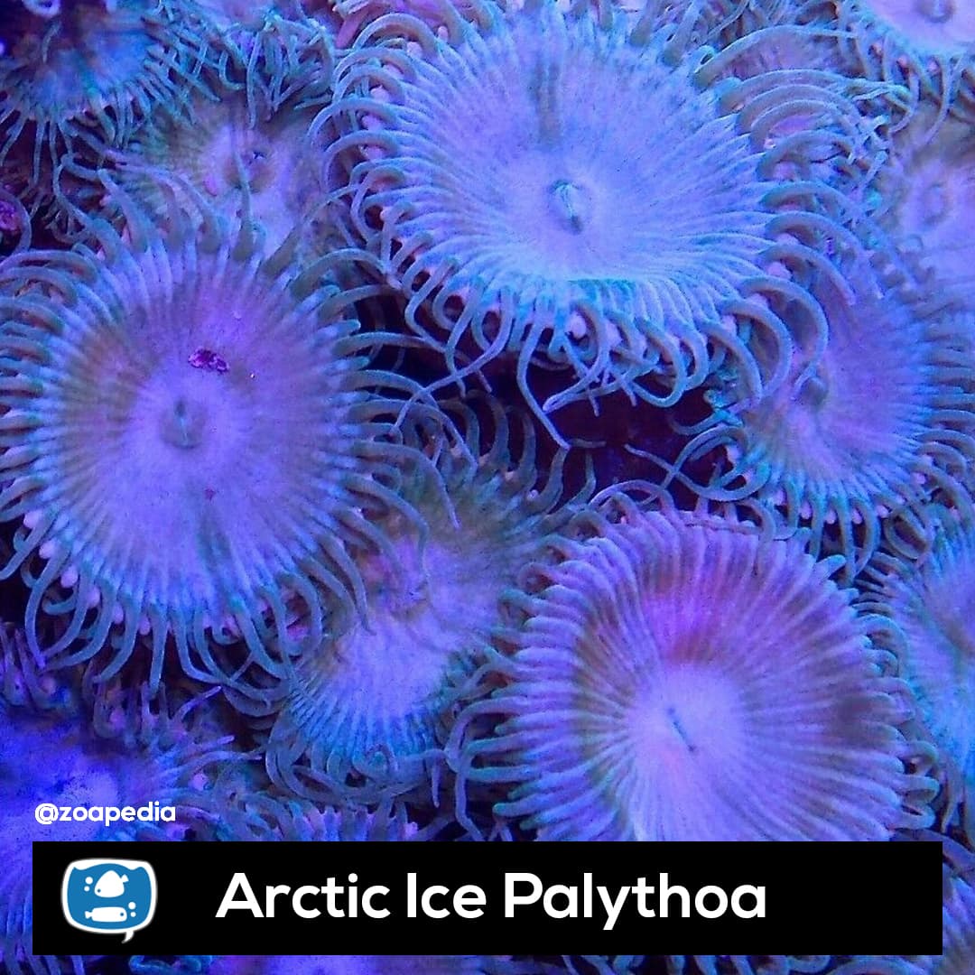 Arctic Ice
