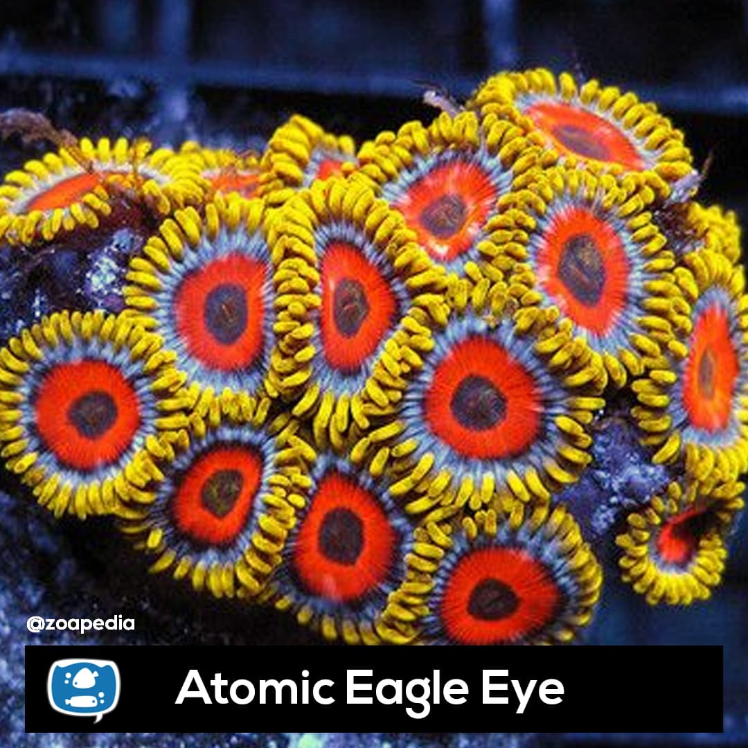 Atomic Eagle Eye
