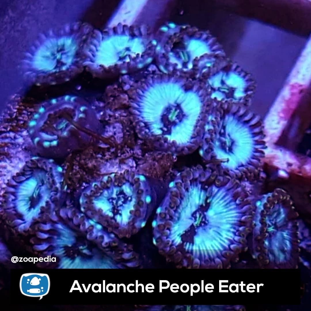 Avalanche People Eaters