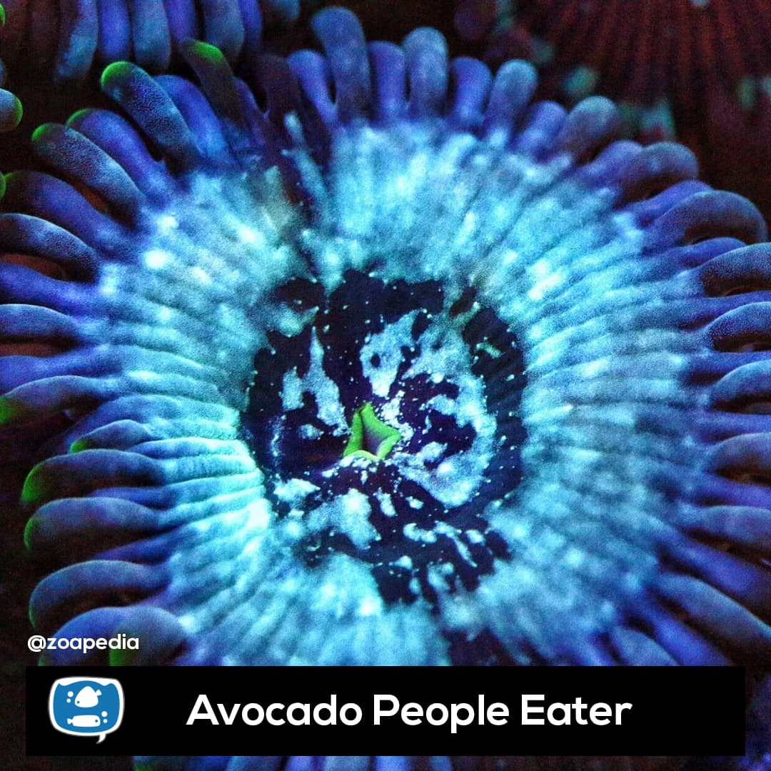 Avocado People Eater