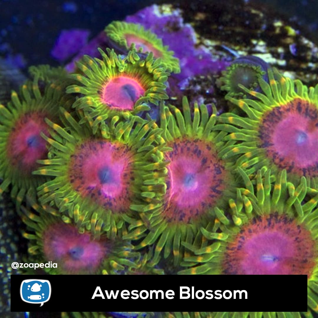 Awesome Blossom