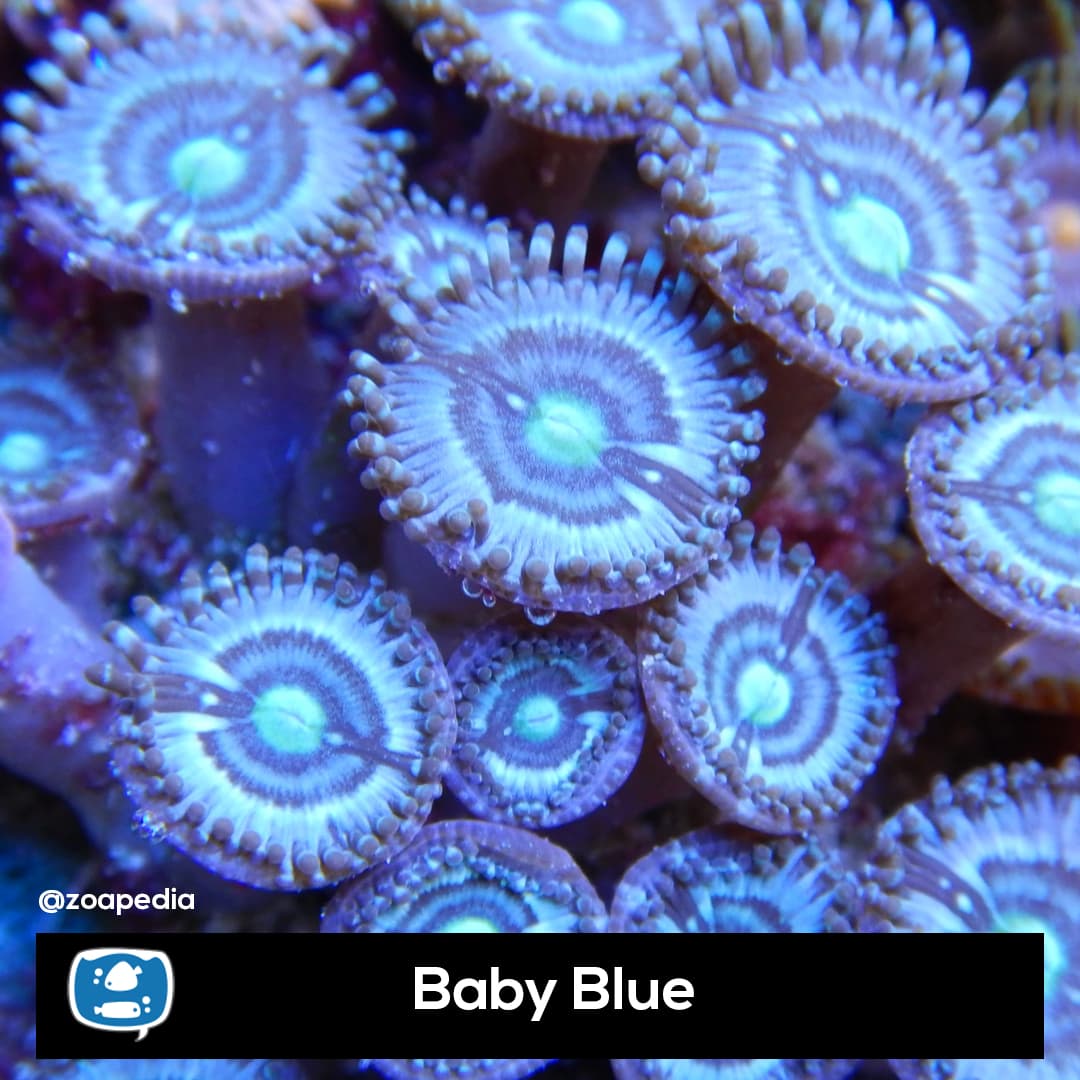 Baby Blue