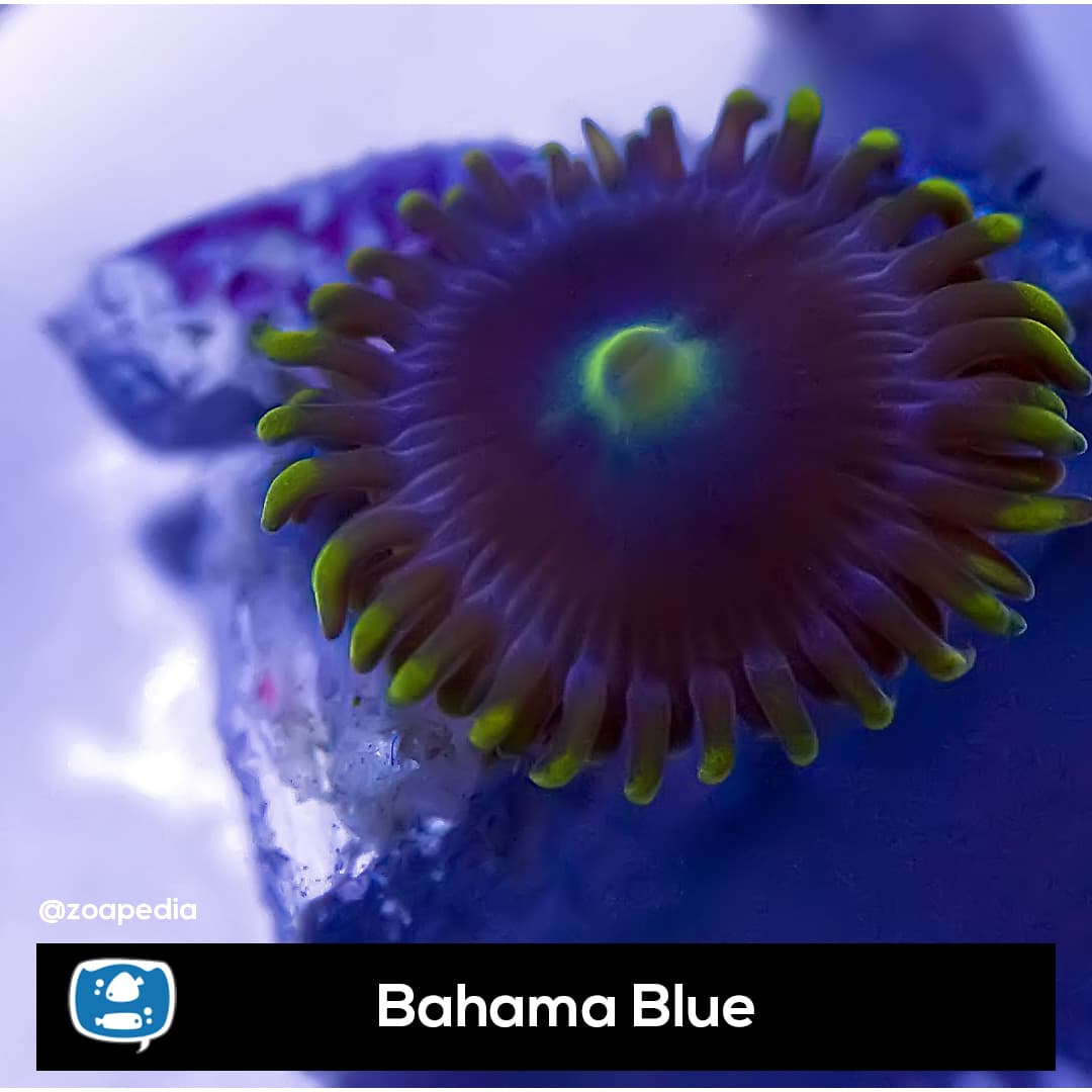 Bahama Blue