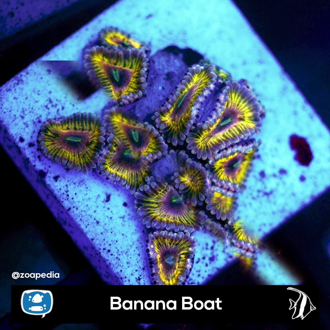 Banana Boat