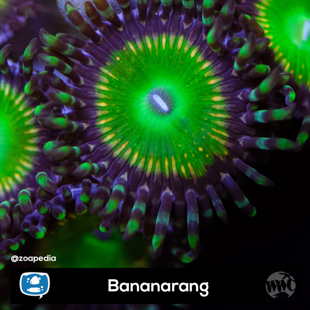 Bananarang