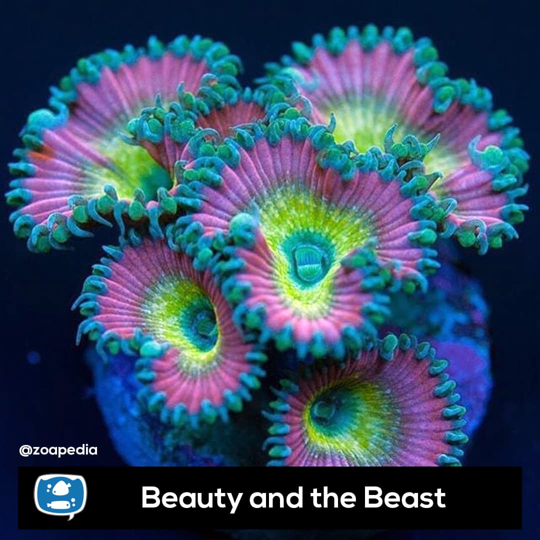 Beauty and the Beast