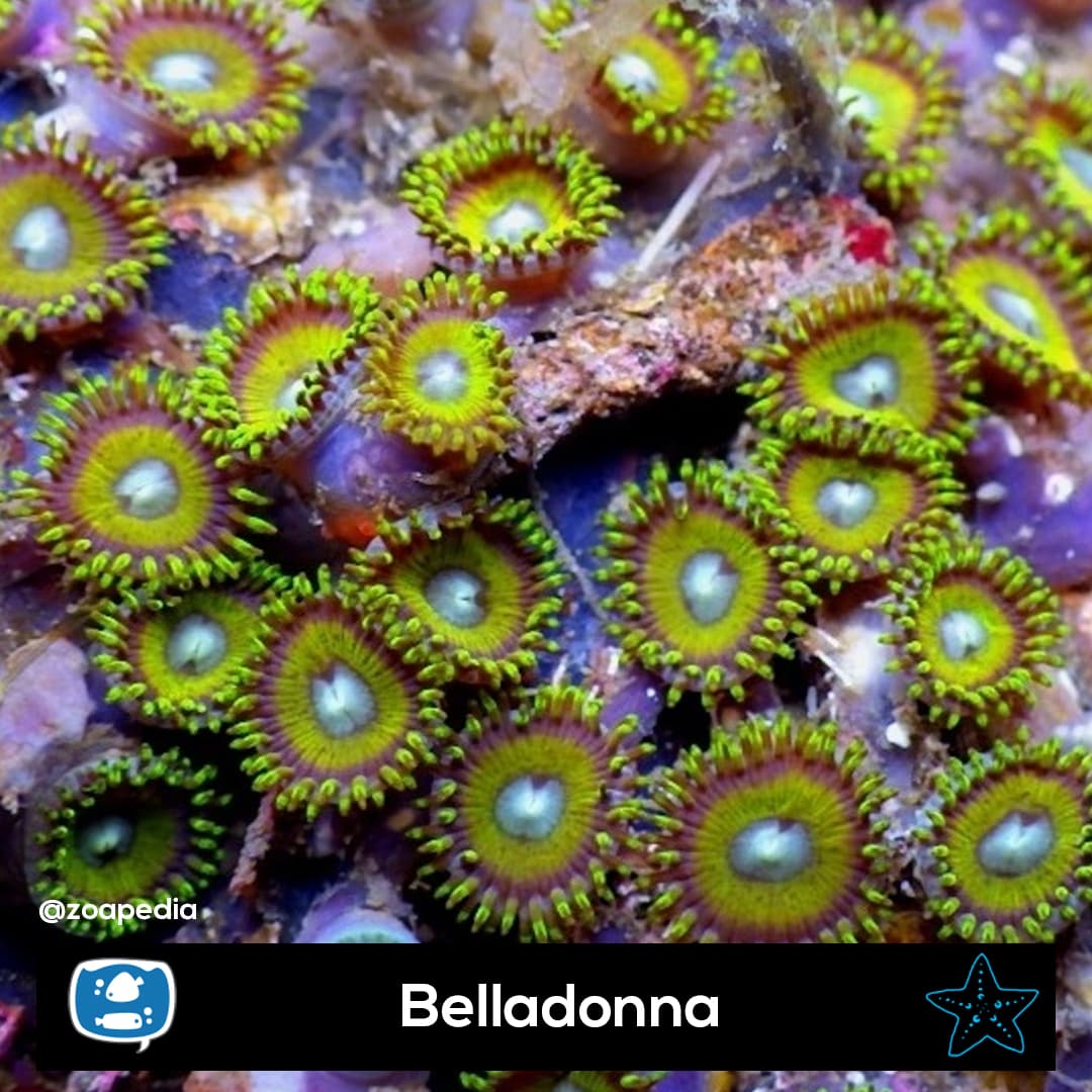 Belladonna