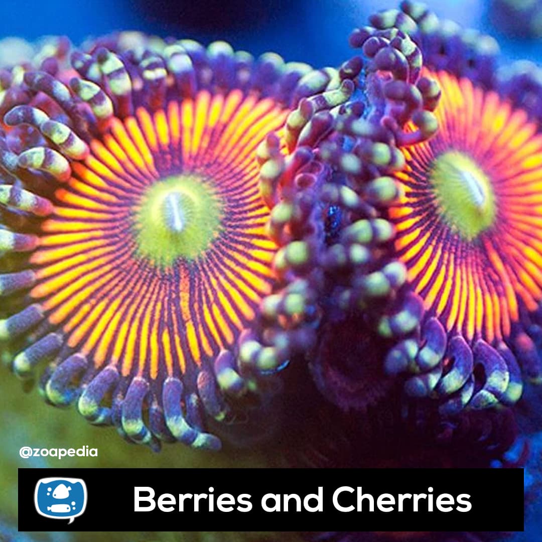 Berries and Cherries