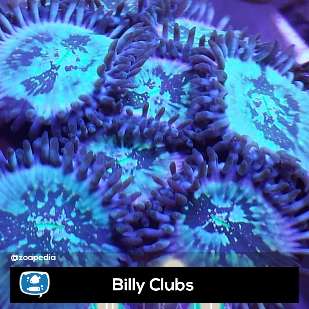 Billy Clubs