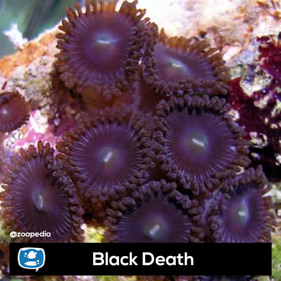 Black Death