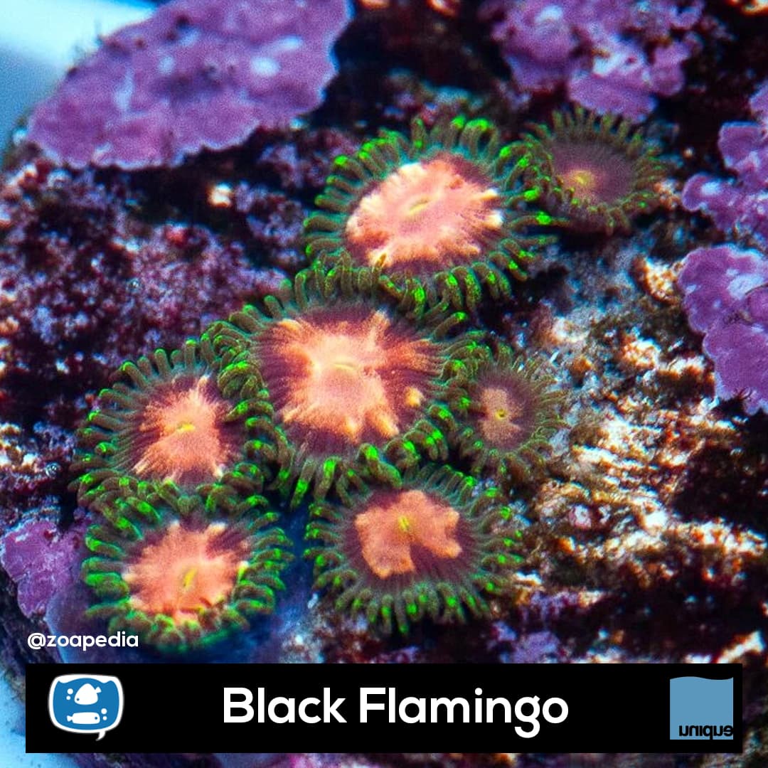 Black Flamingo