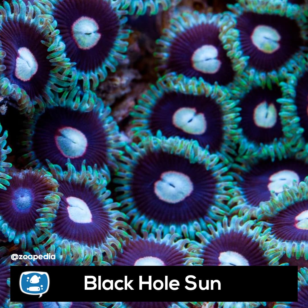 Black Hole Sun