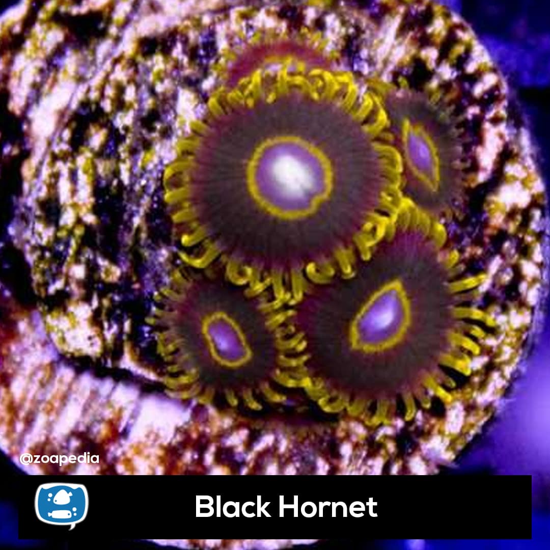 Black Hornet