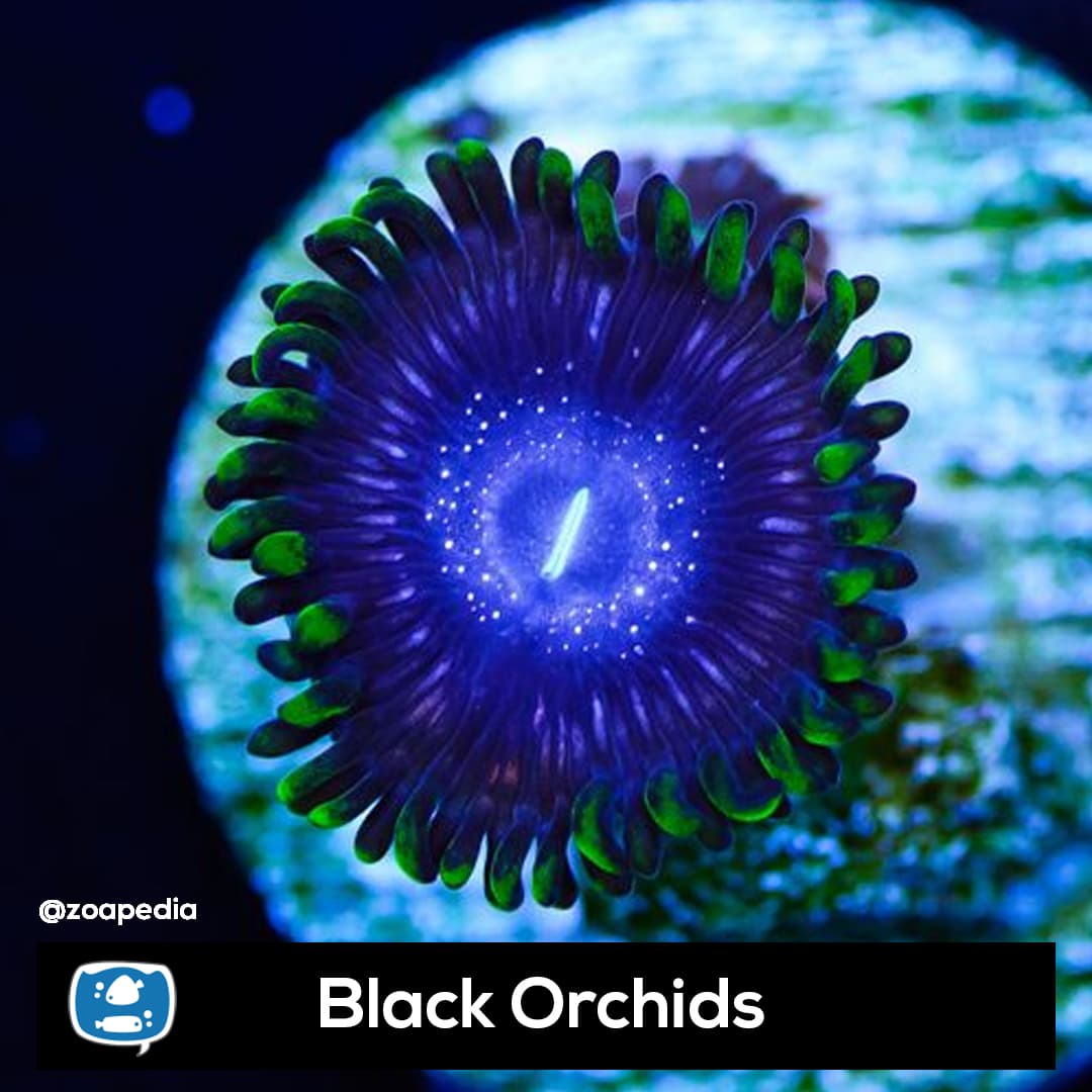 Black Orchids