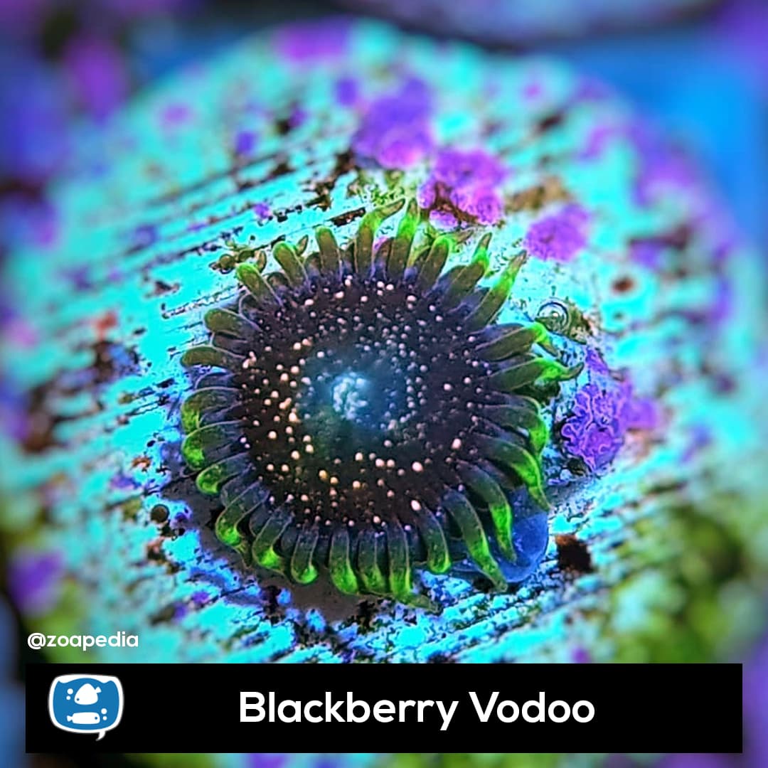 Blackberry Vodoo