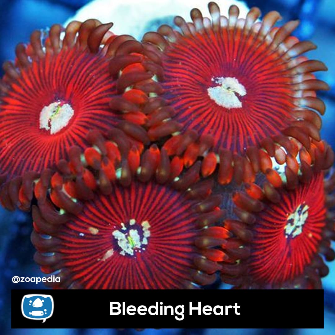 Bleeding Heart