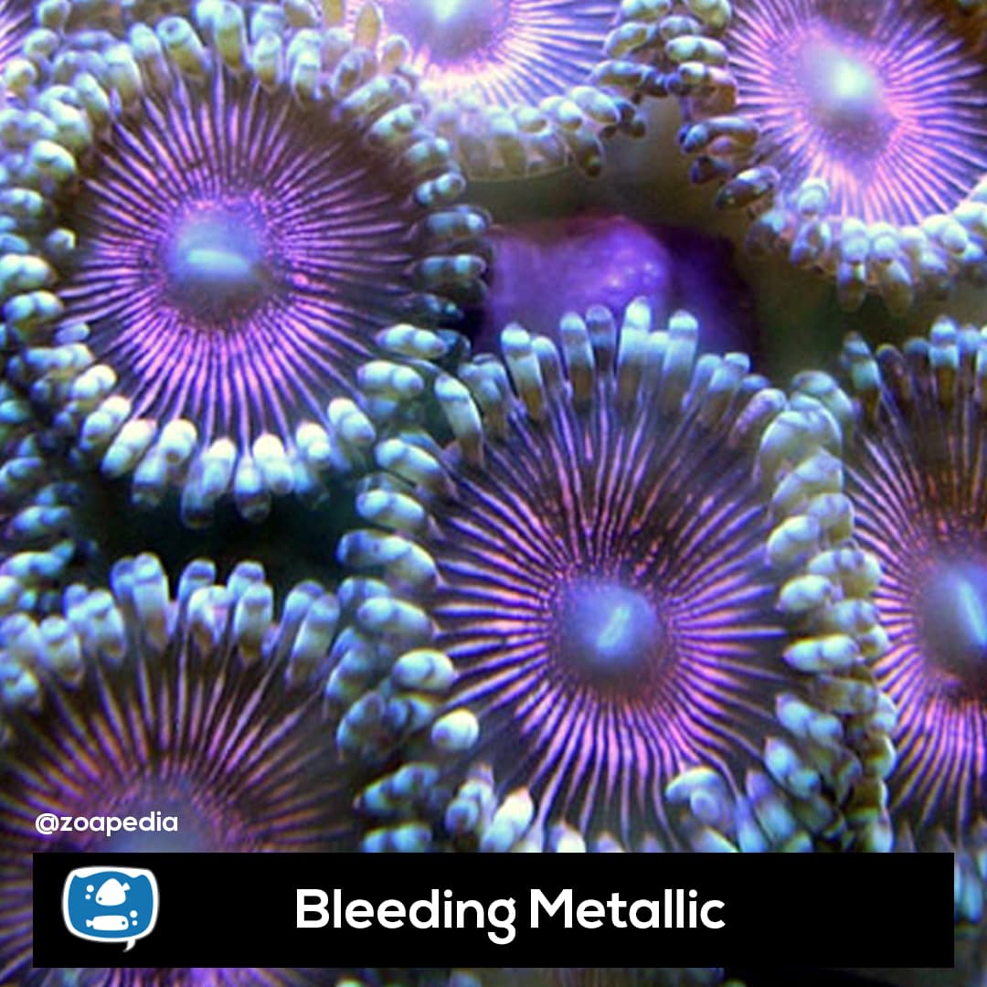 Bleeding Metallic
