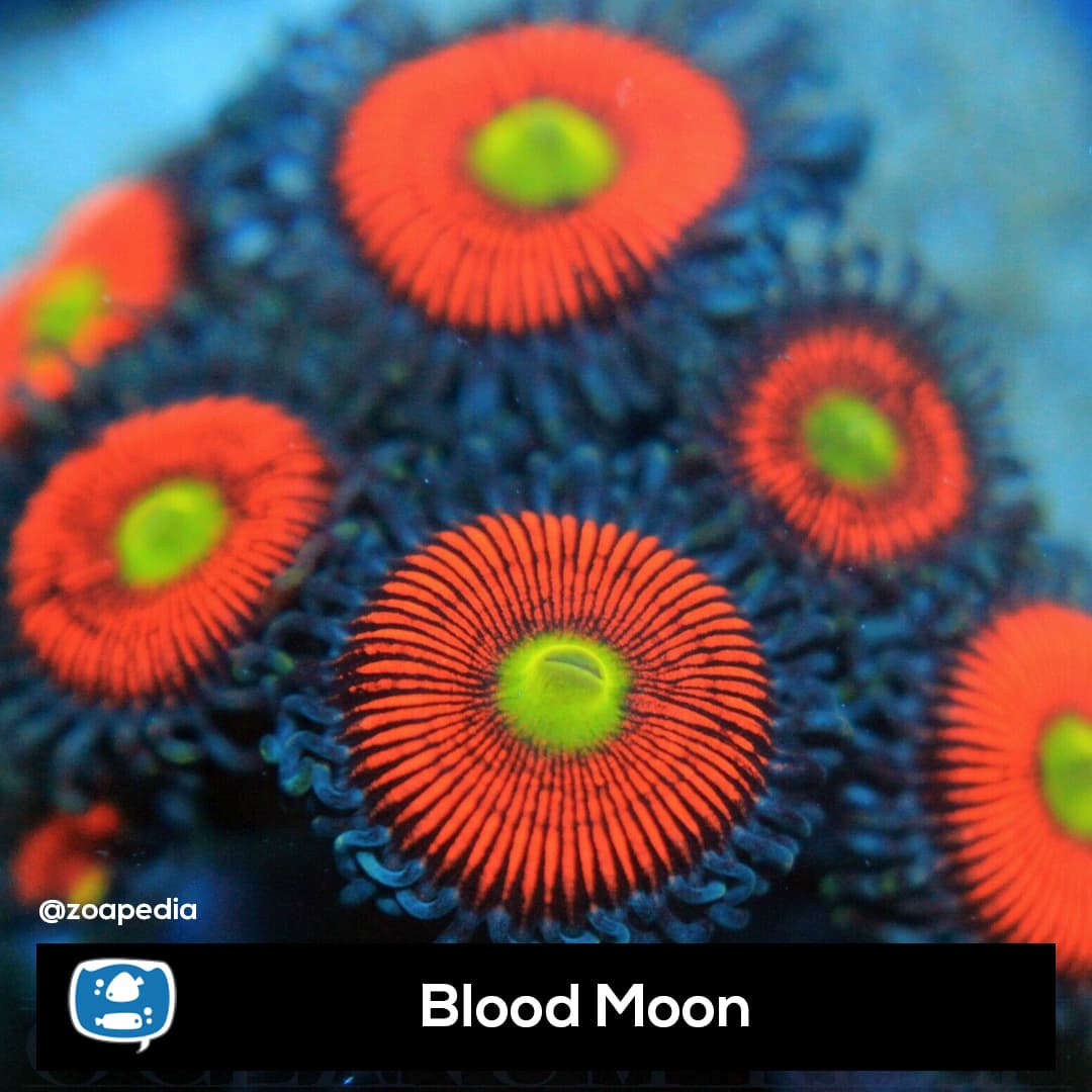 Blood Moon