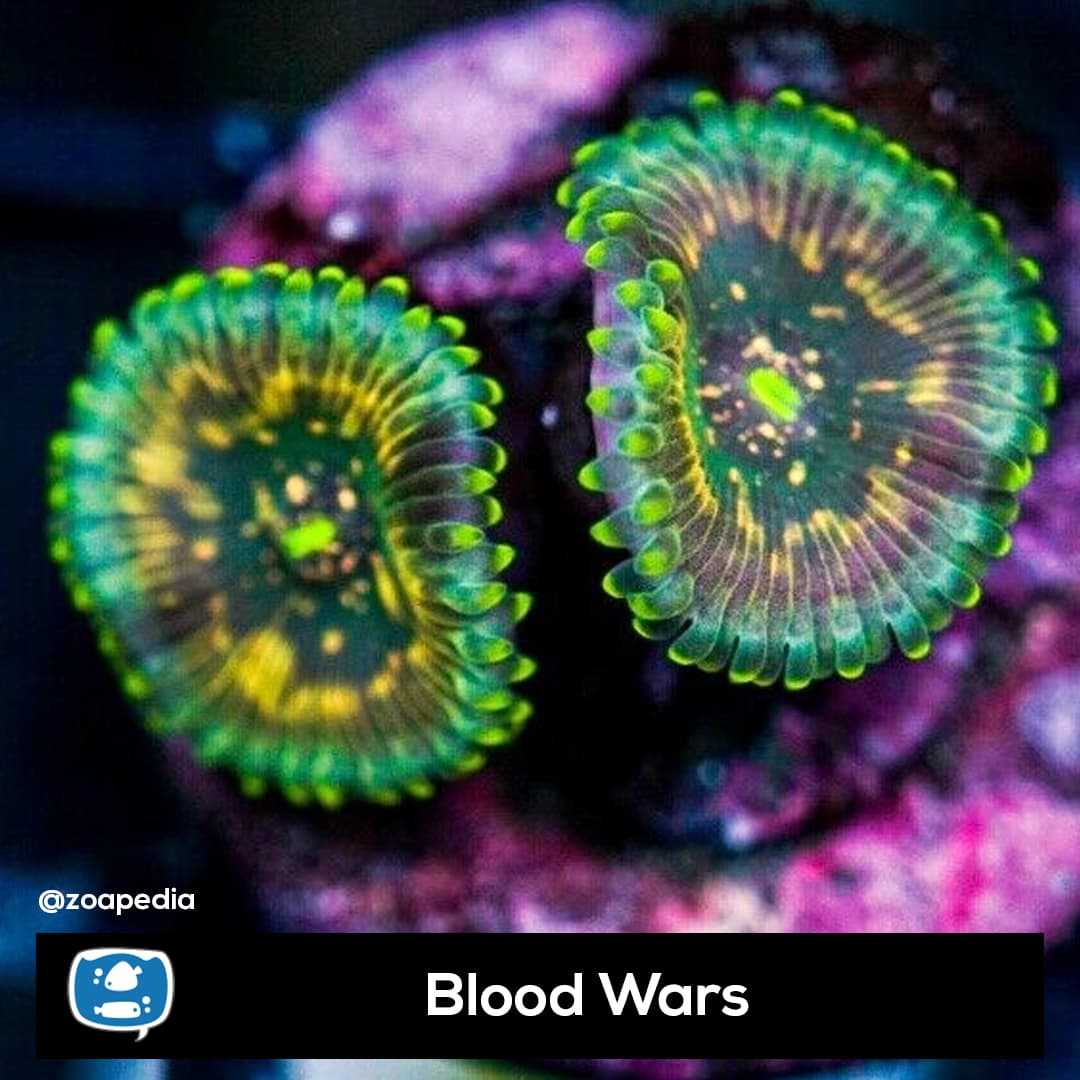 Blood Wars