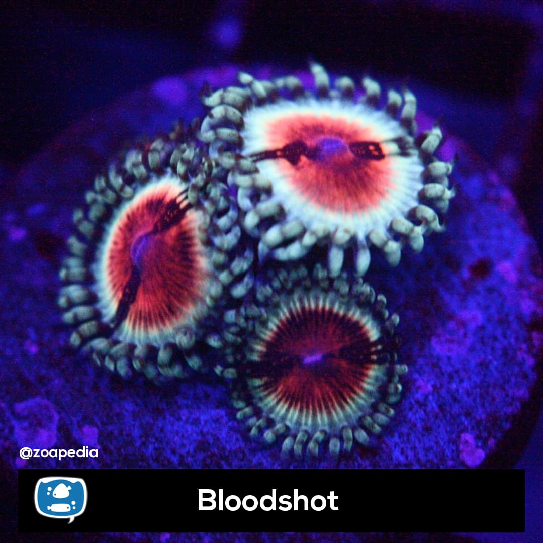 Bloodshot