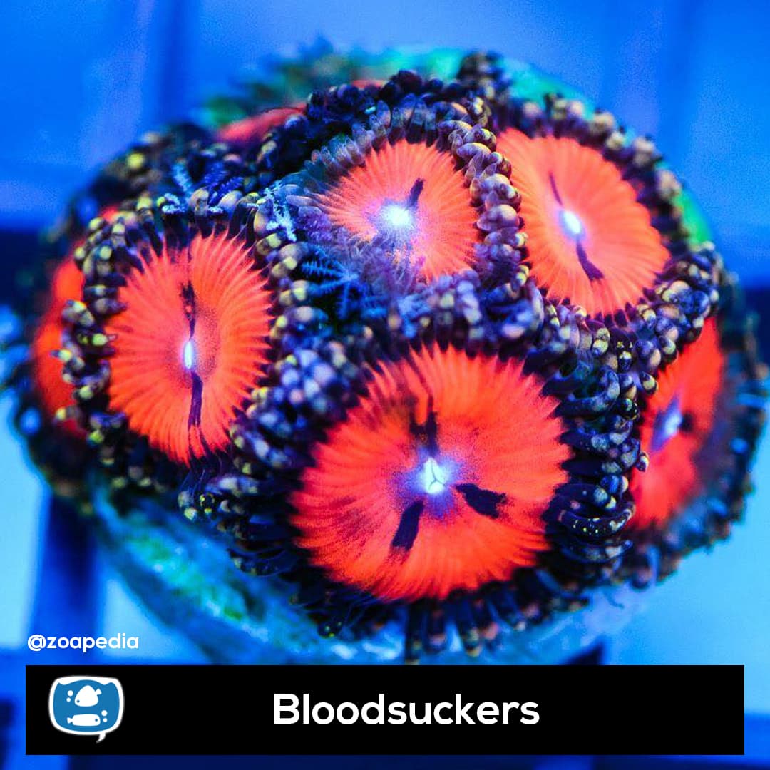 Bloodsuckers