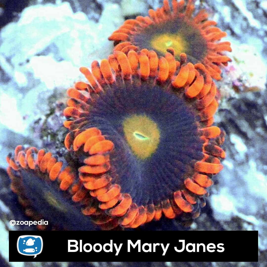 Bloody Mary Janes