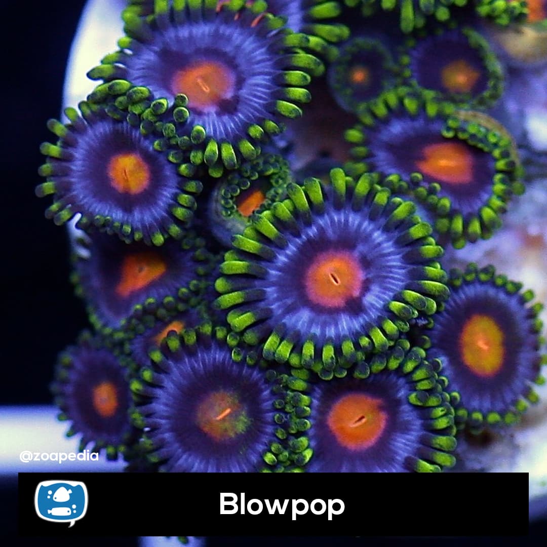 Blowpop