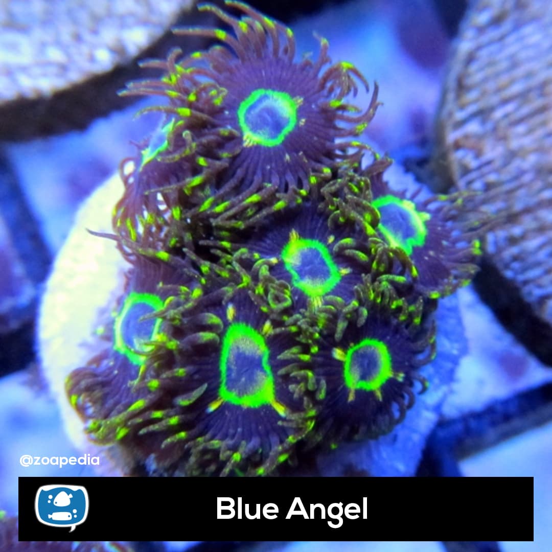 Blue Angel
