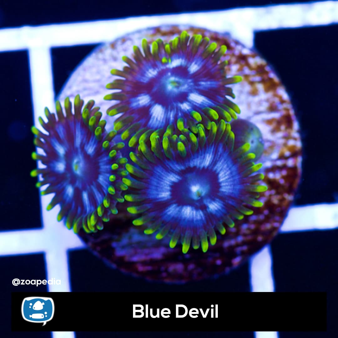 Blue Devil
