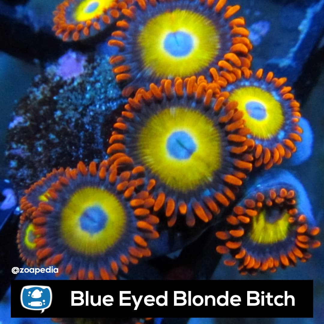 Blue Eye Blonde