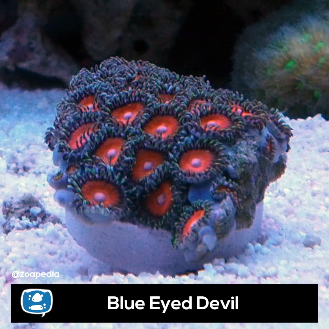 Blue Eye Devil