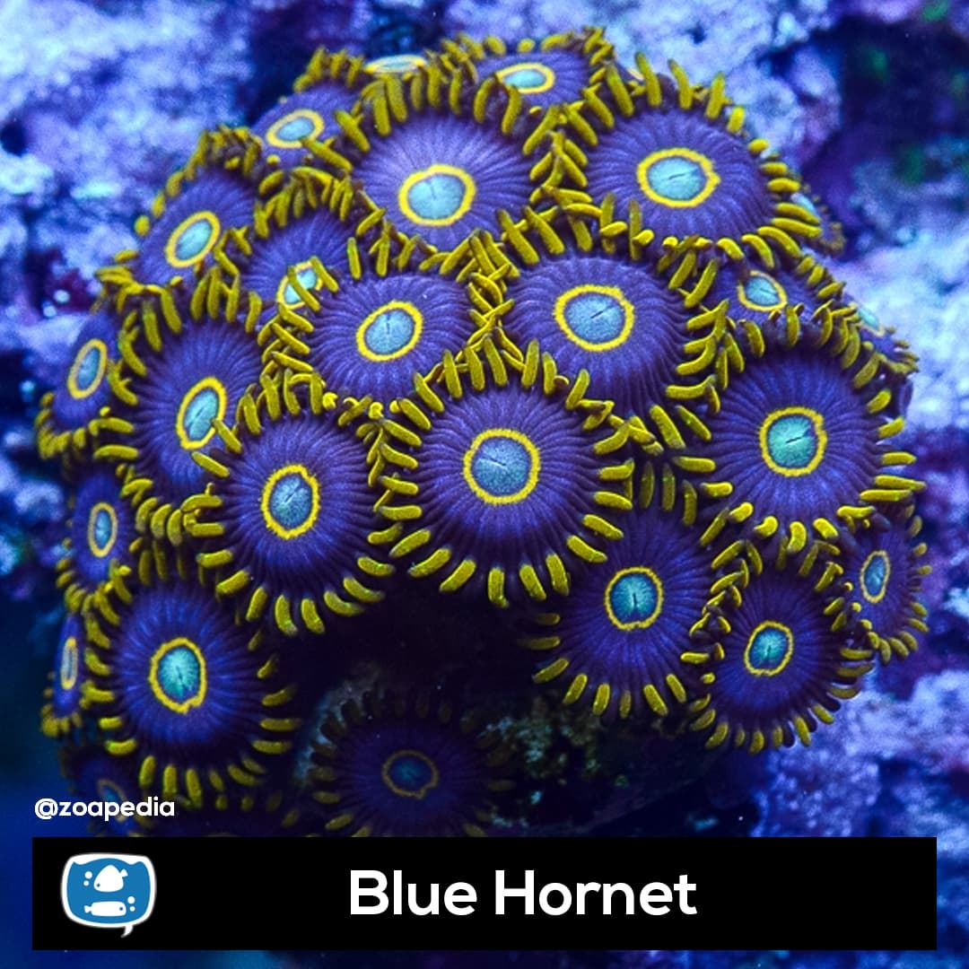 Blue Hornet