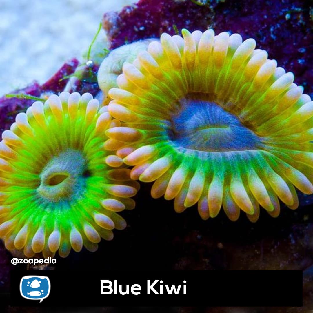 Blue Kiwi