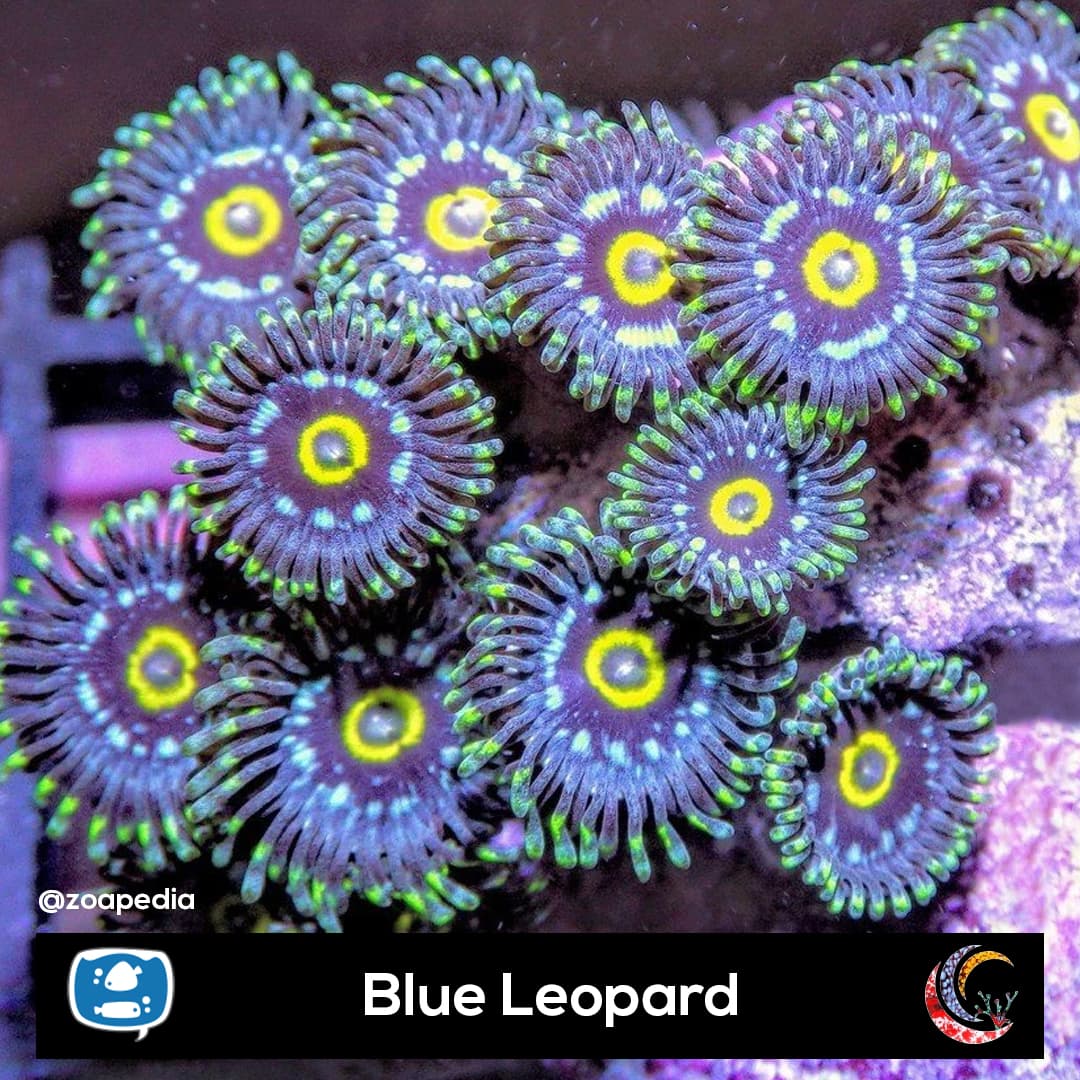 Blue Leopard