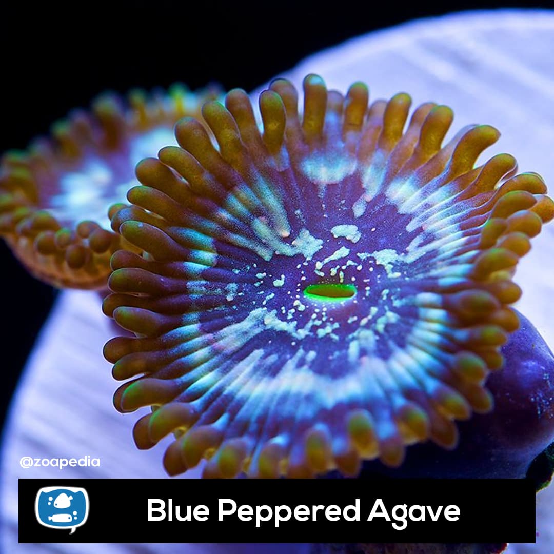 Blue Peppered Agave