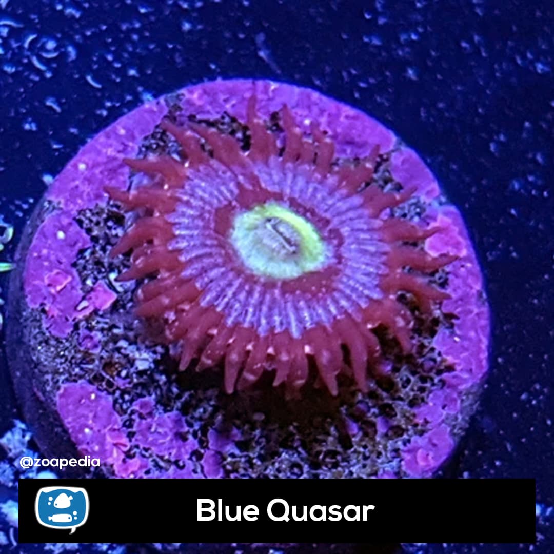 Blue Quasar