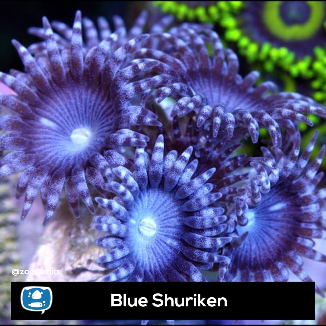 Blue Shuriken