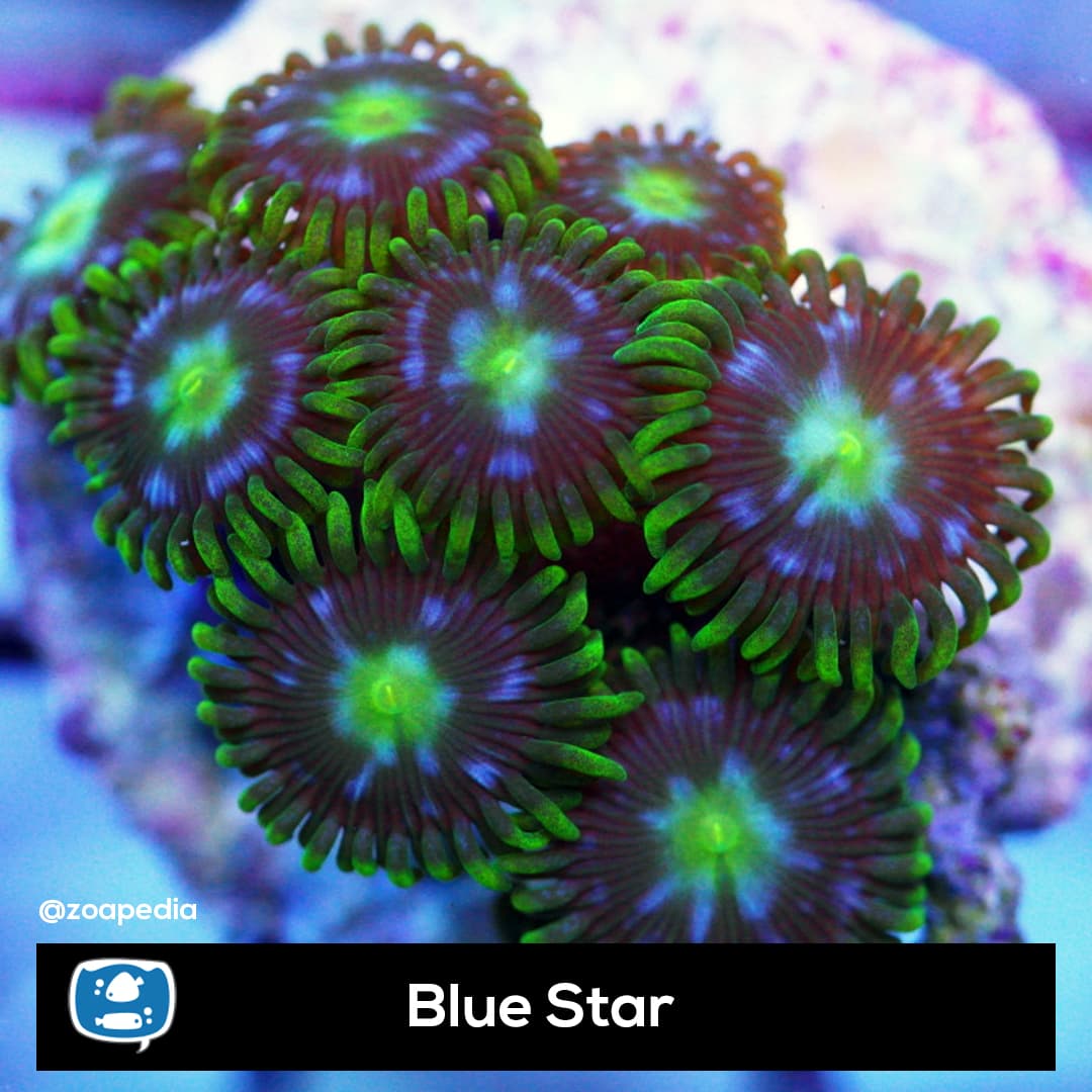 Blue Star